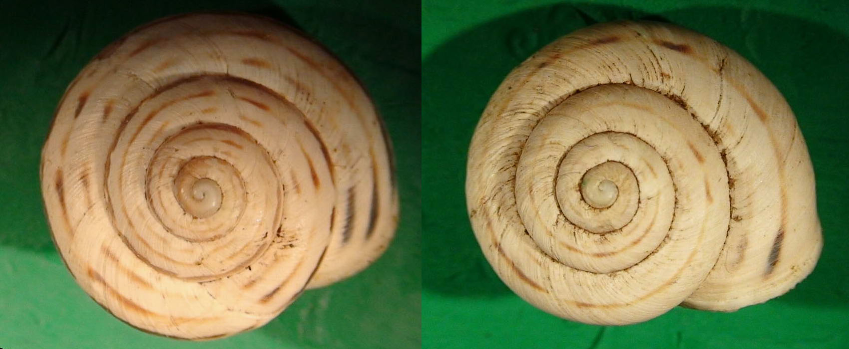 Marmorana (Murella) nebrodensis (Pirajno, 1840)